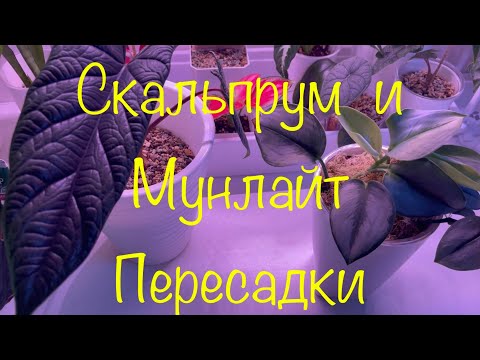 Видео: Алоказия Скальпрум и Сциндапсус Мунлайт Пересадим