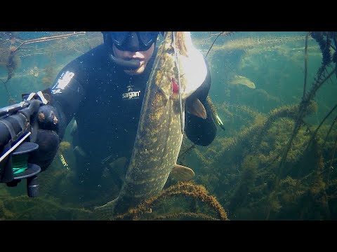 Видео: ВСЕ-ТАКИ Я ЕЕ НАШЕЛ, ПОДВОДНАЯ ОХОТА ОСЕНЬЮ, ПРОЗРАК КОСМОС.