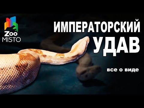 Видео: Императорский удав - Все о виде пресмыкающегося | Вид пресмыкающегося - Императорский удав