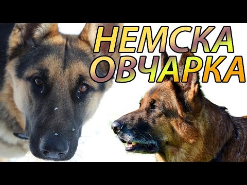 Видео: Немската овчарка /Породи кучета/