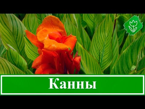 Видео: Посадка канны и уход за ней, как хранить канны зимой, канна домашняя и садовая