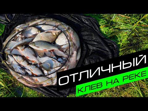 Видео: БЕШЕНЫЙ КЛЕВ НА РЕКЕ / Тренировка перед турниром / Fros Fishing