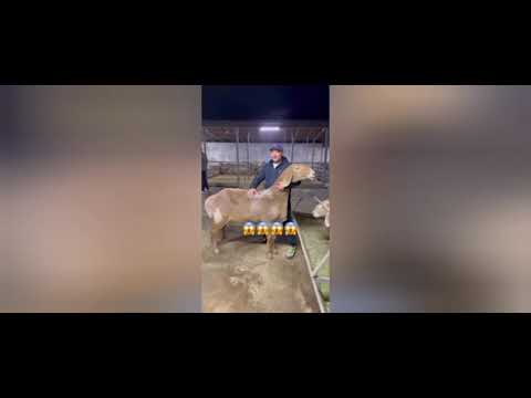 Видео: 3 ноября 2025 г.