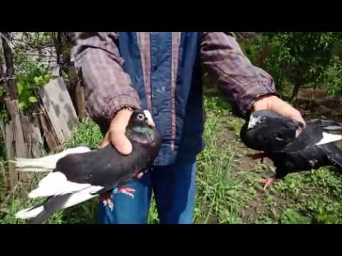 Видео: Курские голуби приживаемость и последствия передержки закрытыми.Улетают старики с голубятни или нет?