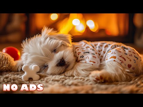 Видео: 12 Часов Успокаивающей Музыки для Собак для Снятия Стресса🌈Музыка от Разлуки для Расслабления Собак