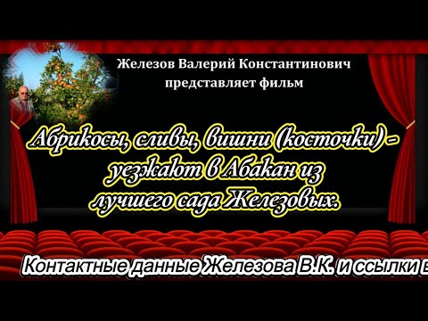 Видео: Абрикосы, сливы, вишни (косточки) - уезжают в Абакан из лучшего сада Железовых.