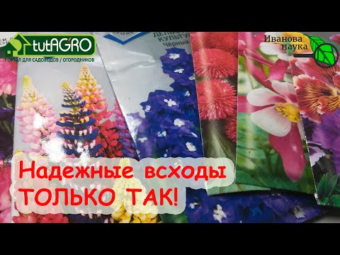 Видео: БЫСТРЫЕ ВСХОДЫ - ТОЛЬКО ТАК! Стратификация семян для надежных и дружных всходов.