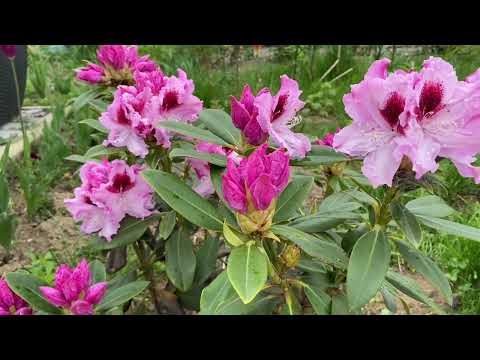 Видео: Рододендрон та азалія - як я висаджую та доглядаю протягом сезону