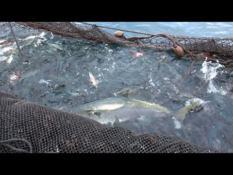 Видео: Когда мы вытащили в открытом море гигантскую сеть, мы нашли невероятную рыбу!!!