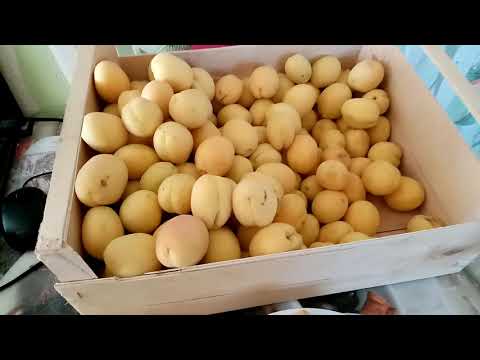 Видео: Замораживаю АБРИКОСЫ на Зиму. Просто Легко Быстро!!!  7 июля 2021г.