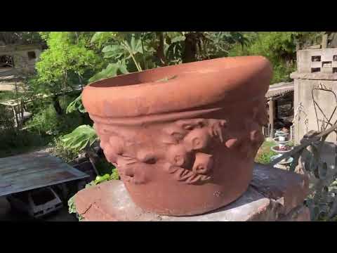 Видео: Огород в Аргентине. Весна пришла #argentina #огород 