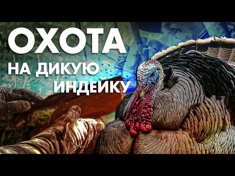 Видео: Охота на бронзовую индейку. Практика охоты, много нюансов.....