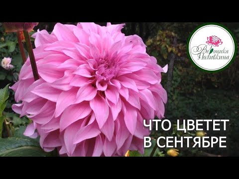 Видео: ЧТО ЦВЕТЕТ В СЕНТЯБРЕ