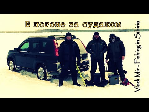 Видео: В погоне за судаком на Обском водохранилище! Ловля судака зимой на Ратлины (вибы).