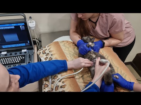 Видео: У найденной кошки Пеструши обнаружили патологию почки.😲 Это больно! Требуется дорогое лечение!🤦‍♀️