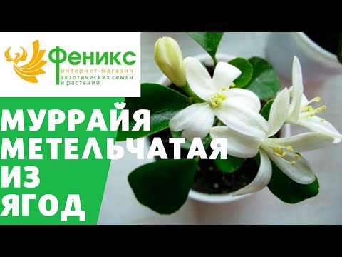 Видео: Мурайя метельчатая размножение