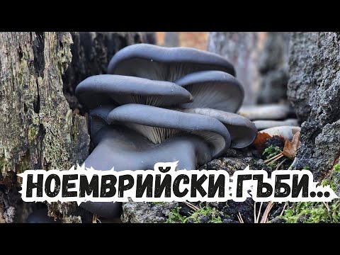Видео: #гората е пълна с черни #гъби!