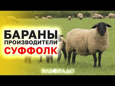 Видео: Отборные Суффолки! Мясо-шерстные породы овец!