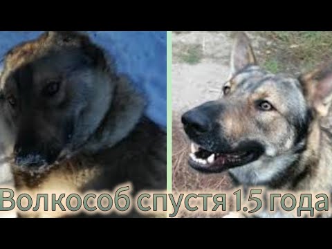 Видео: Волкособ дома, можно ли заводить? Мой опыт спустя 1.5 года / domestic wolf