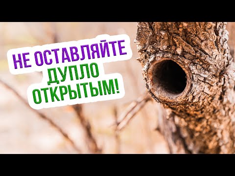 Видео: Дупло в дереве: как лечить весной и осенью. Мастер класс Екатерины Новиковой