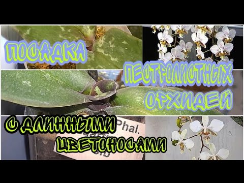 Видео: Пересадка  трёх новых фаленопсис Stuartiana.