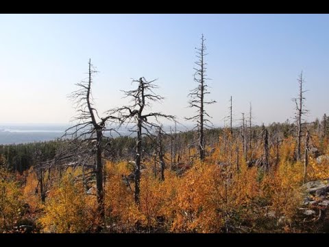 Видео: Золотая осень на горе Воттоваара. Шаманский камень. Тагаз Тагер везет на гору.