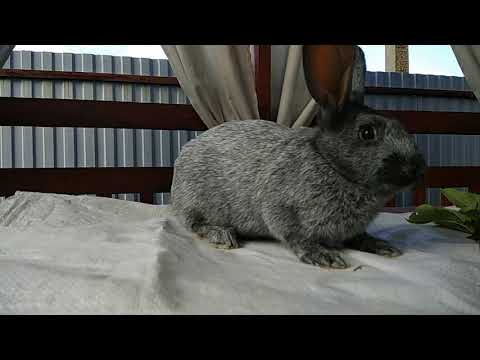 Видео: Наши кролики. Отзывы о породах и содержании.