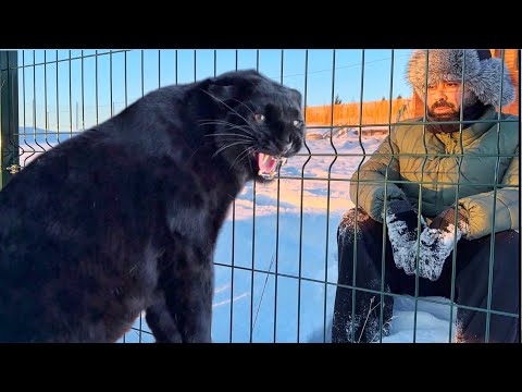 Видео: Пантера Луна знакомится с иностранными друзьями 😁🎄