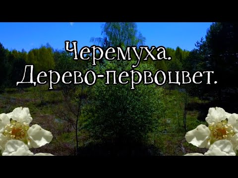 Видео: Черемуха. Дерево-первоцвет.