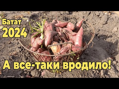 Видео: А все таки вродило!