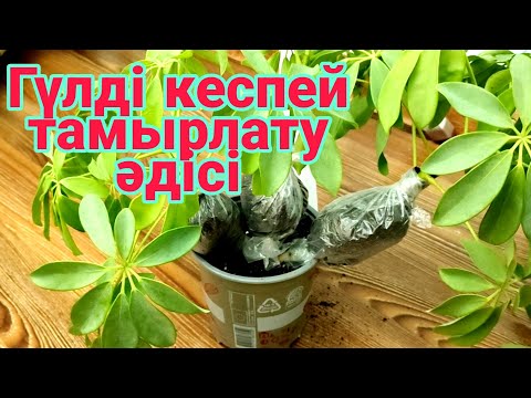 Видео: Гүлді кеспей тамырлату әдісі. Түрлі гүлдер күтімі. үй гүлдері.үй гүлдері күтімі.бөлме гүлдер күтімі
