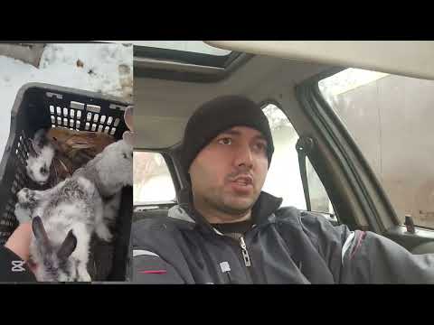 Видео: Харгуша дар кучо фурушем ?