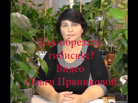 Видео: Как обрезать Гибискус?Разные способы формировки-видео Ольги Пряниковой