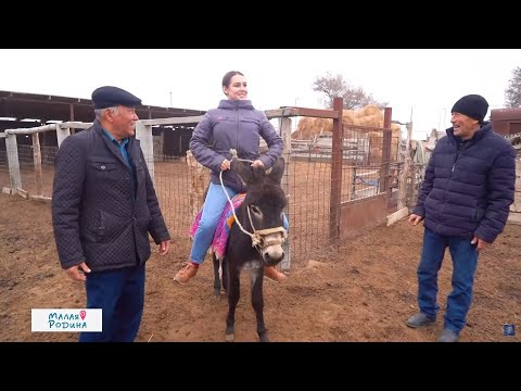 Видео: Образцово-показательное село Бояулы | Малая родина