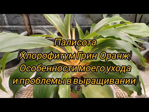 Видео: Палисота (Хлорофитум Грин Оранж) | Особенности моего ухода и проблемы в выращивании