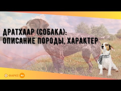 Видео: Дратхаар (собака): описание породы, характер