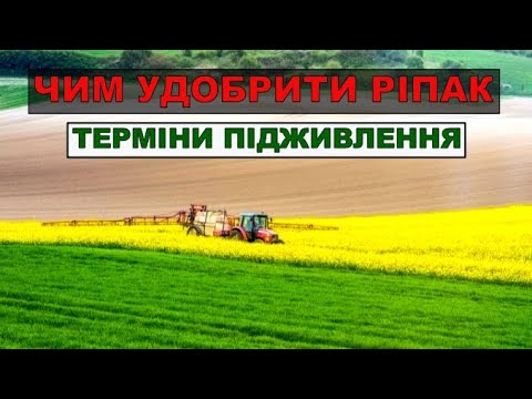 Видео: Яке Міндобриво для підживлення ріпаку?Коли підживляти ріпаку?Чим удобрити ріпак?Підживлення ріпаку.