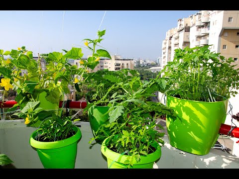 Видео: Огород на балконе 2020