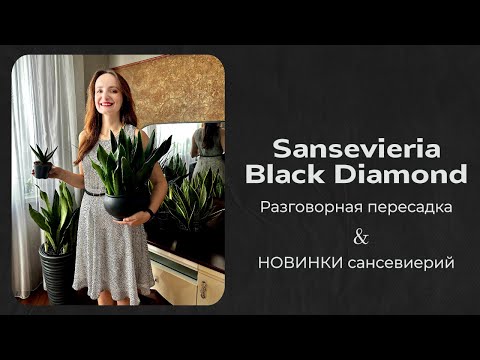 Видео: Пересадка Блэк Даймонд (Миднайт Шайн). Новинки сансевиерий: Парва, Крокодил Рок, Гелиос Дварф.