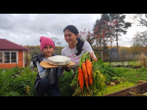 Видео: Собрали урожай моркови и приготовили морковный торт.