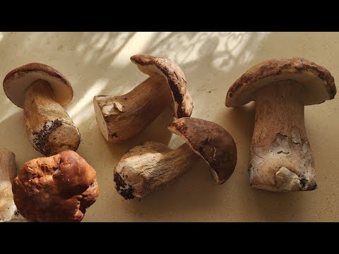 Видео: Пора грибная...