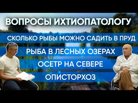 Видео: Вопросы ихтиопатологу. Осетр на севере. Описторхоз. Какую рыбу можно совмещать в пруду?
