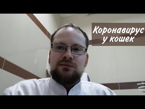 Видео: Коронавирус у кошек…