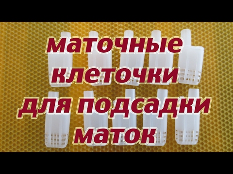 Видео: Маточные клеточки для приёма маточек с Алиэкспресс. Beekeeping.