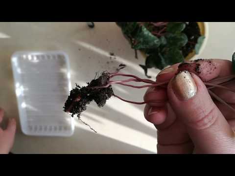 Видео: Размножение альпийской фиалки 3. Фокус-покус!