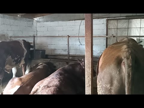 Видео: Забой бычков на мясо, считаем прибыль за 6 месяцев откорма быков и расходы .