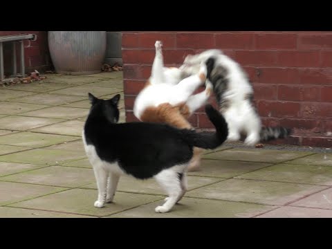 Видео: КОТЫ ДЕРУТСЯ!🙀 БЕШЕНЫЕ ДРАКИ КОТОВ😈 СУМАШЕДШИЕ РАЗБОРКИ ЖИВОТНЫХ🤕