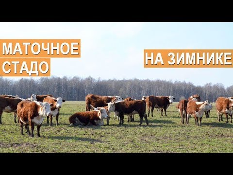 Видео: Маточное стадо КРС на зимнике. Семейная ферма КФХ Герефорд