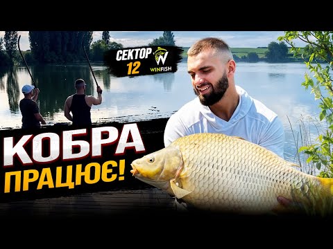 Видео: Тільки КОБРА! Дуплети один за одним! Коропова рибалка, яка запаматається!