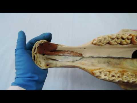 Видео: Видеозанятие 9 «Строение и видовые особенности костей лица»